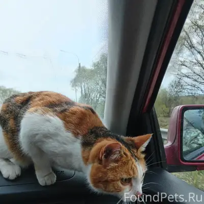 Пропала кошка Ася, район улиц Металлистов