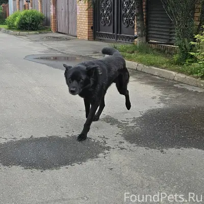 Найден чёрный пёс, Дедовск