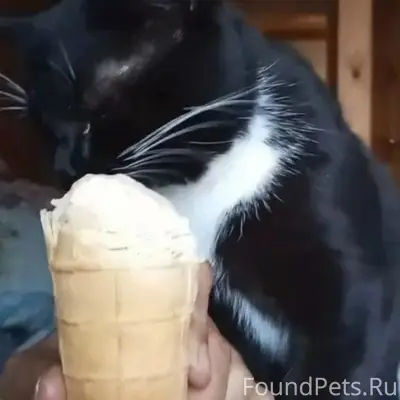 Пропал кот, район хлебозавода