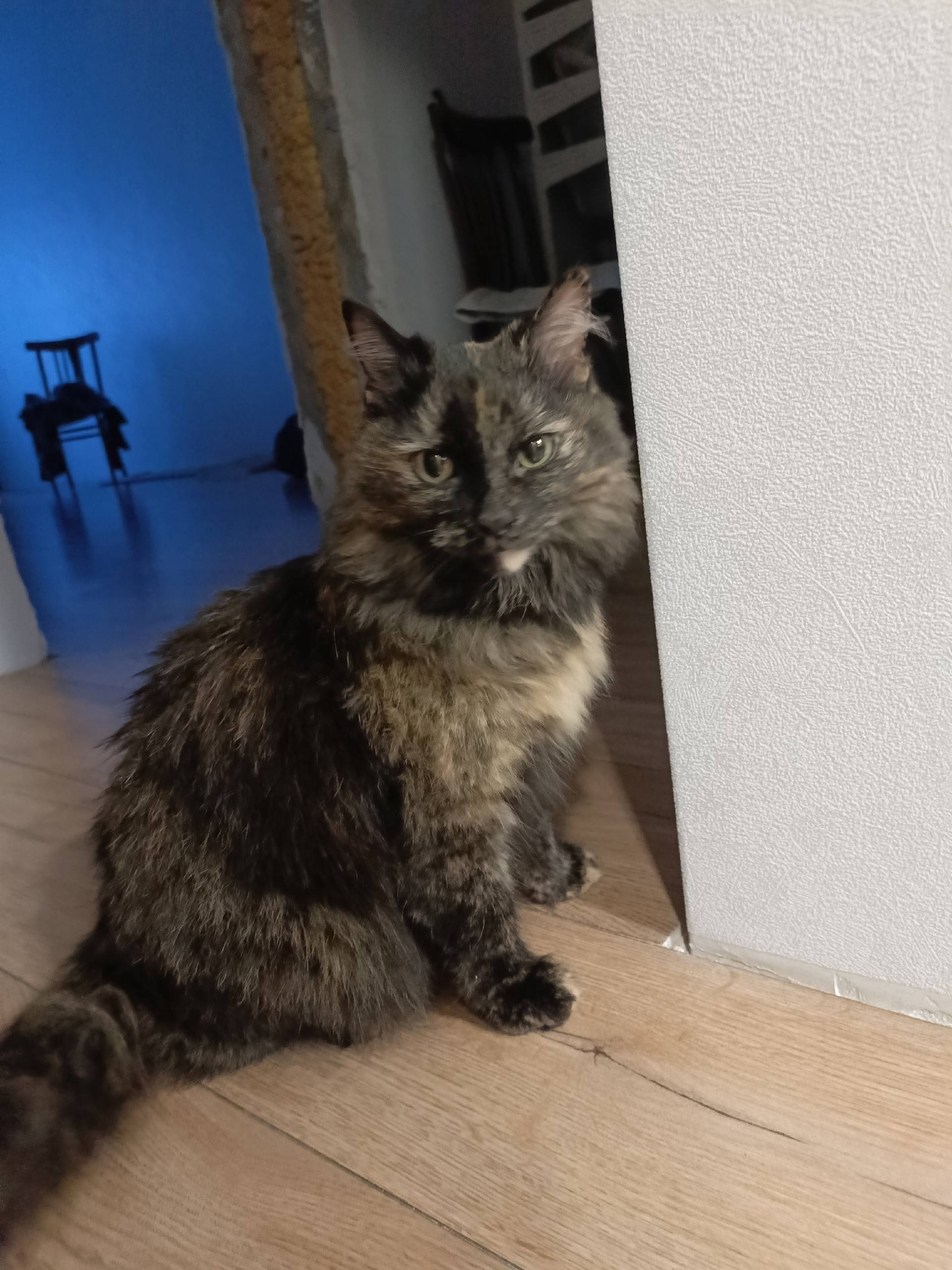 Найдена кошка, Кузнецкий район