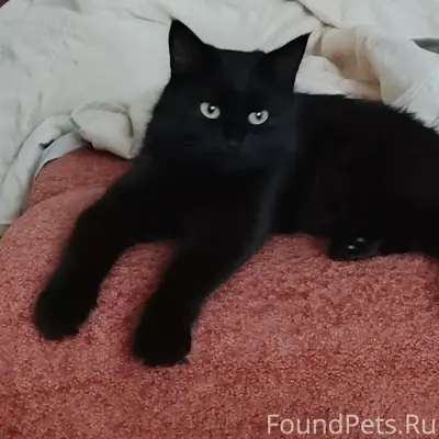Пропала кошка Пуша, Комарова 11
