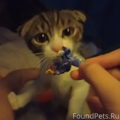 Пропал котёнок Саня, г. Армавир