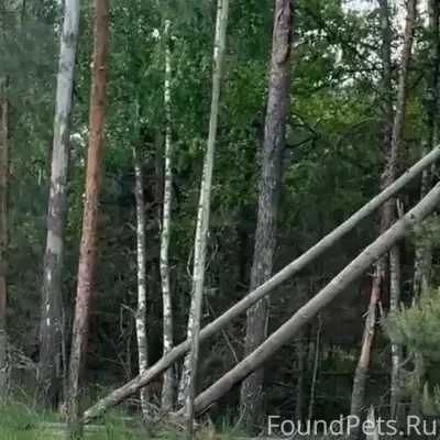 Найден а домашний пёс, Шатура