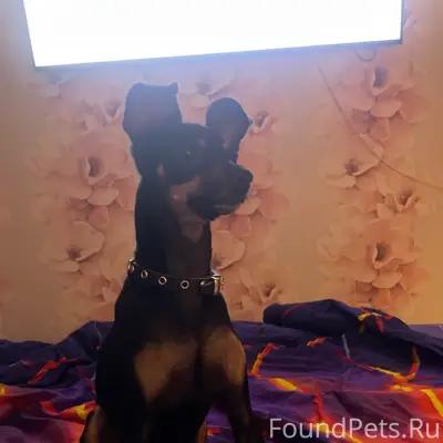 Пропал тойтерьер, 6 микрорайон