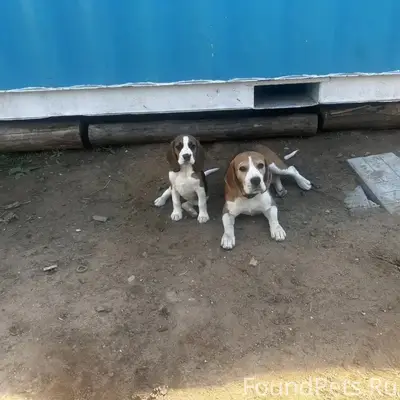 Пропала Бигль, Дедовск
