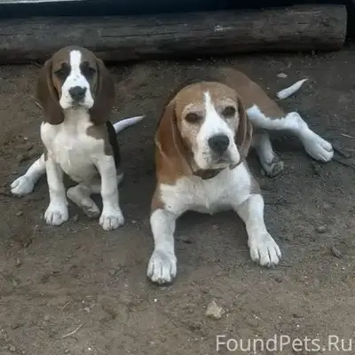 Пропала Бигль, г. Дедовск