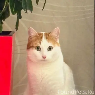 Пропал кот Персик, район Уральская-Звёздная-Кондинская