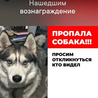 Пропала собака, Ленинский район