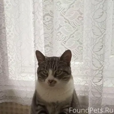 Пропал кот Боня, ул. Ленинградская