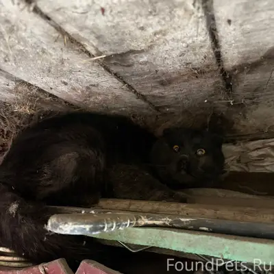 Найден вислоухий кот, Алексеевка