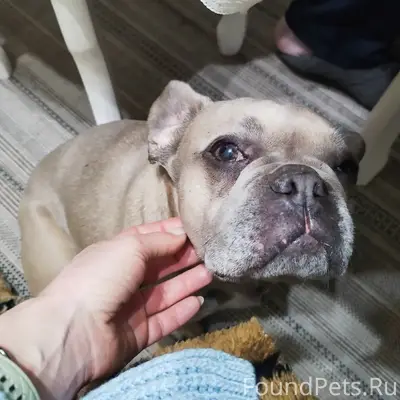 Пропала девочка французский бульдог, Белгород