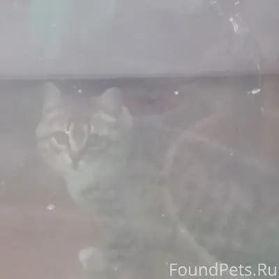 Пропала кошка, предположительно на чердаке