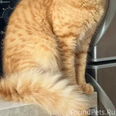 Пропал кот Коржик, Калининский район
