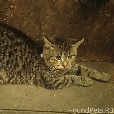 Пропал кот Юки, Киряниха