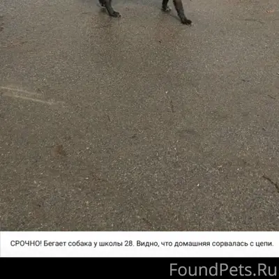 Пропала собака, Суздалка