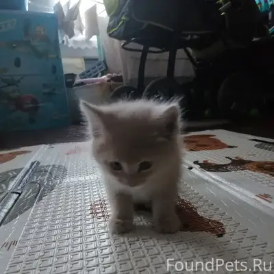 Найден котёнок, Пролетарская улица