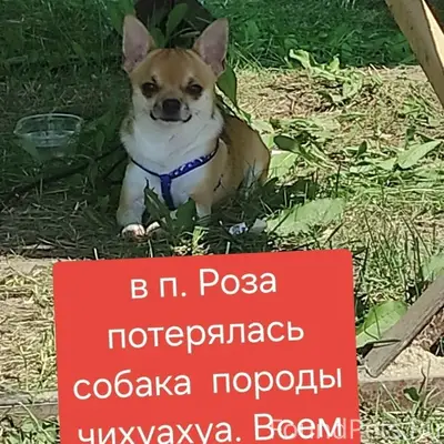 Пропала собака, улица Металлургов