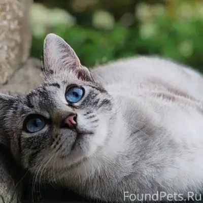 Пропала помесь с сиамской, Гагарина, 71