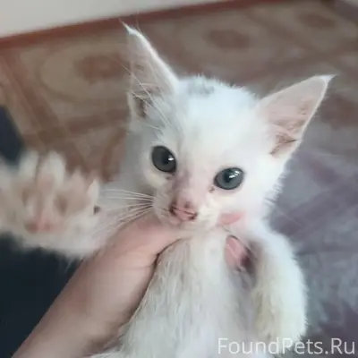 Найден котёнок на улице Калинина, Светлоград