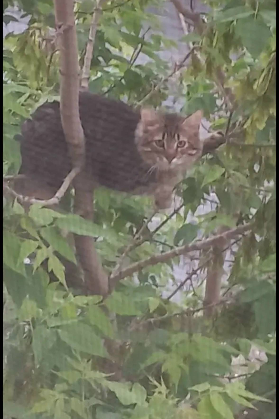 Найдена кошка, возможно домашняя