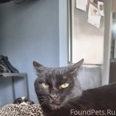 Пропала кошка Стеша, у 'Дикси'