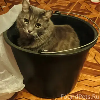 Пропал кот, пушистый, домашний