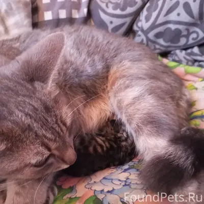 Пропала кошка, улица Кузнецова