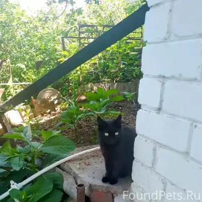 Пропали кошки, район Автовокзала