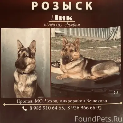 Пропал кобель Дик, д. Венюково, Чехов