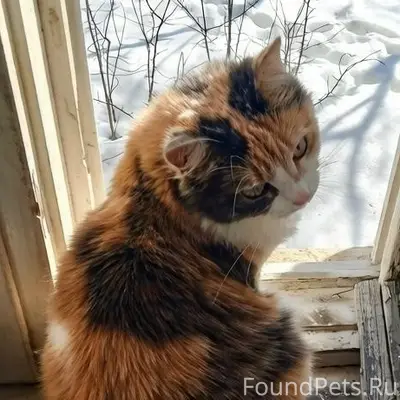 Пропала кошка, Ново-Ямская 17а
