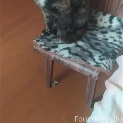 Пропала кошка Муся, район Беляева,7