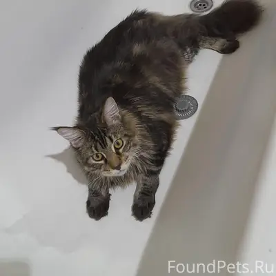 Пропал кот, СНТ Радуга