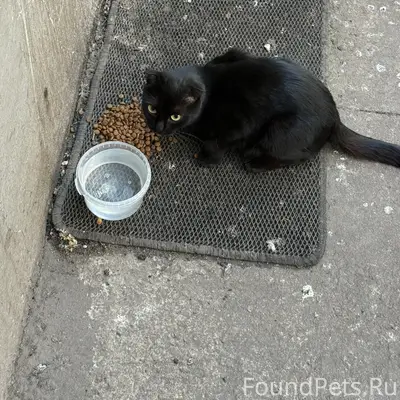 Найдена вислоухая кошка, предположительно домашняя