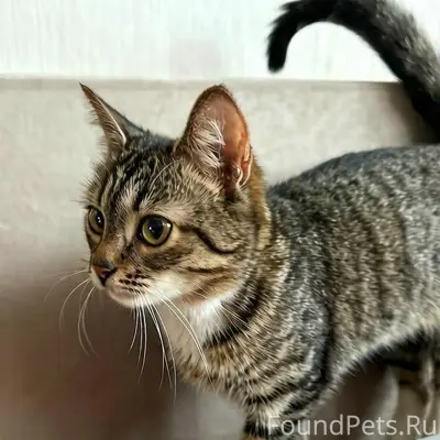 Найдена кошка, улица Горького