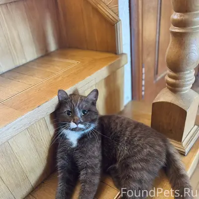 Пропала кошка, коричневый окрас
