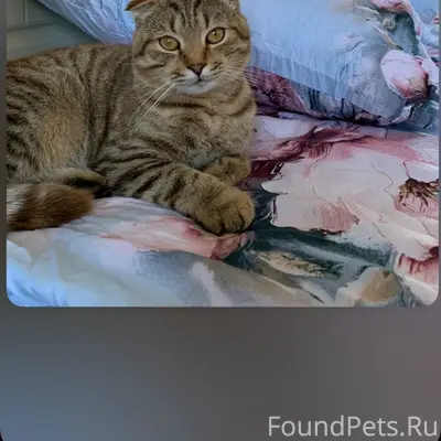 Пропал кот, район пятиэтажек