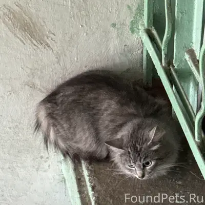 Найдена серая кошка, ул. Мира
