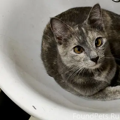 Пропала кошка Мая, мкр. Свияга