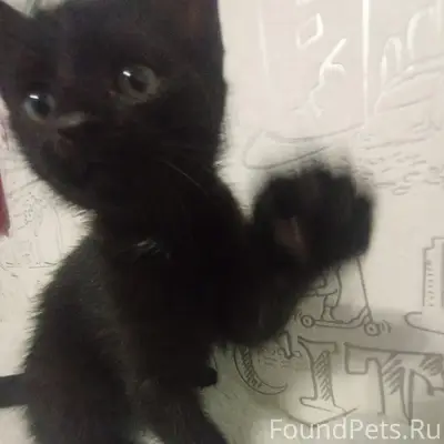 Найден котёнок-девочка, примерно 3 месяца