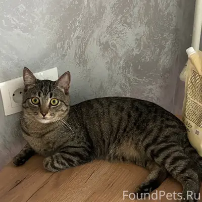 Пропал кот, район Свердлова 113