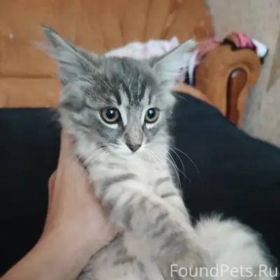 Найдена котенок девочка, без определенного места