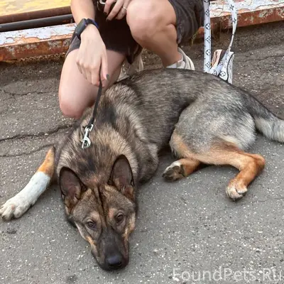 Пропал пёс Арчи, есть подвеска с номером