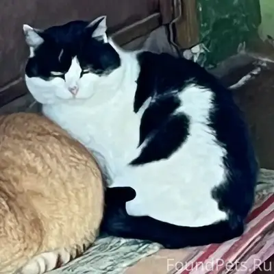 Пропал кот, Тимофеевка, Коркино