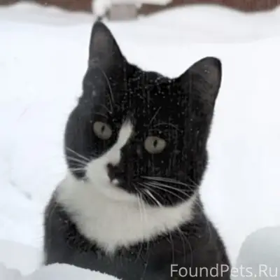 Пропала кошка Люся, ул. Новая