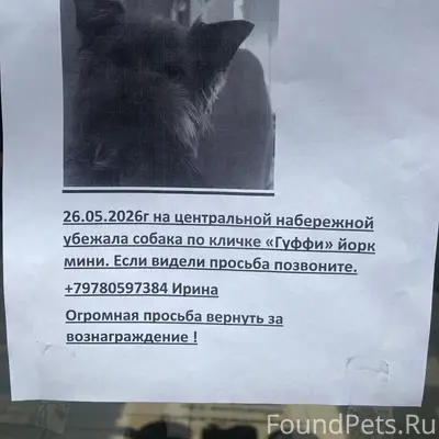 Пропала собака, Алушта