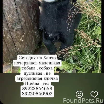 Пропала собака Шейла, озеро Ханто