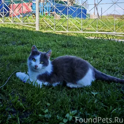Пропал котёнок, серо-белый, Фатежский район