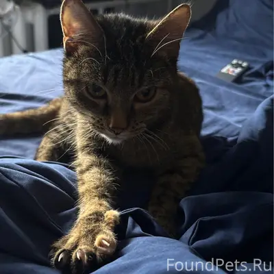 Найдена кошка, район Пивзавод - 9 января