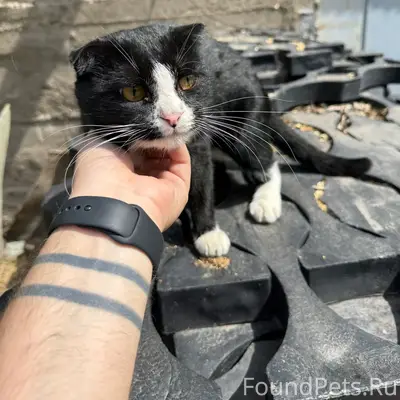 Найдены вислоухий кот и персидская кошка, без адреса