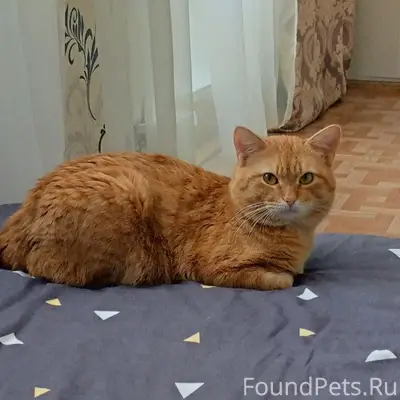 Пропал кот